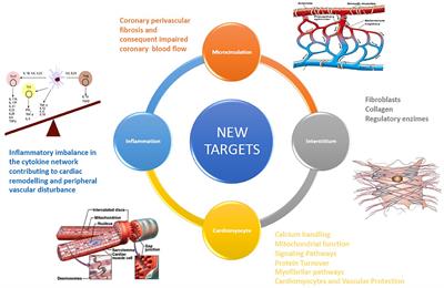 New Targets in Heart Failure Drug Therapy